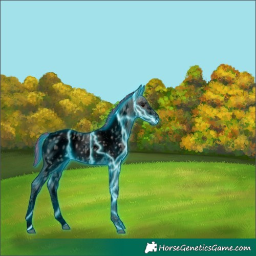 Horse Color:Void Painted Thunderstruck Grullo Sabino Tobiano Appaloosa 