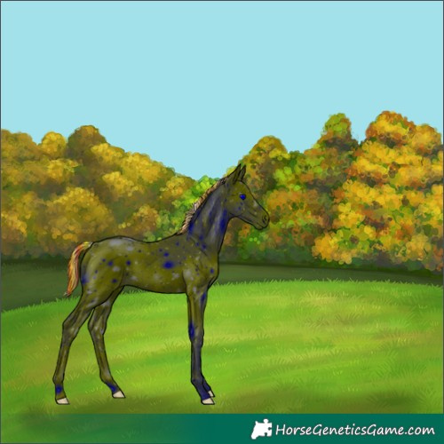 Horse Color:ERROR: UNKNOWN ANOMALY