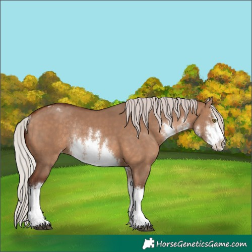 Horse Color:White Spotted Silver Brown Dun Appaloosa Rabicano 