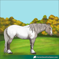 Horse Color:Silver Grullo Roan Near Fewspot Rabicano 