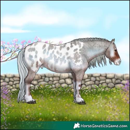 Horse Color:Silver Brown Roan Onyx Near Leopard Rabicano 