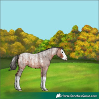 Horse Color:Powder White Bay Roan Splash 