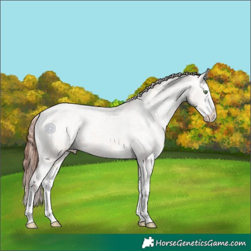 Horse Color:White Spotted Sable Champagne Dun Splash Appaloosa 