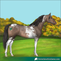 Horse Color:Brown Dun Tobiano Rabicano