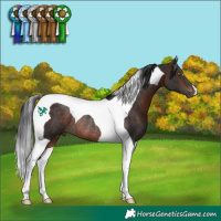 Horse Color:Bay Tobiano Rabicano