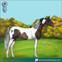 Horse Color:Bay Tobiano Rabicano 