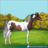 Horse Color:Bay Tobiano Rabicano 