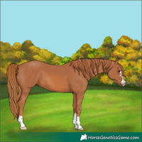 Horse Color:Chestnut 