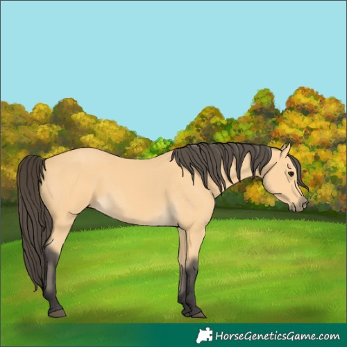 Horse Color:Buckskin 