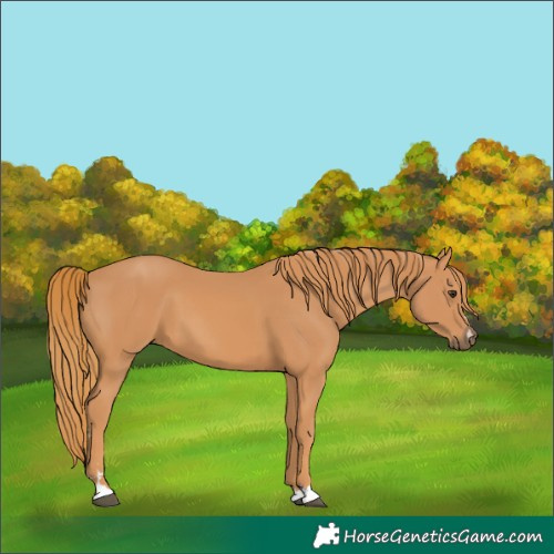 Horse Color:Chestnut 