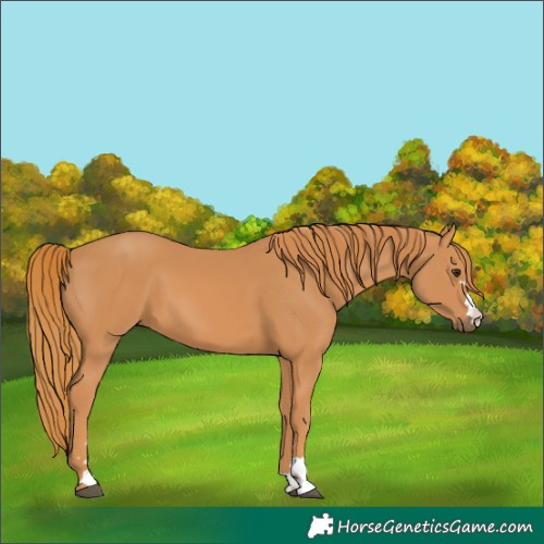 Horse Color:Chestnut 