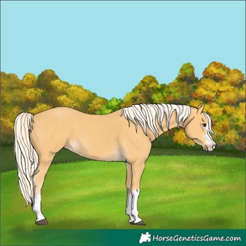 Horse Color:Palomino 
