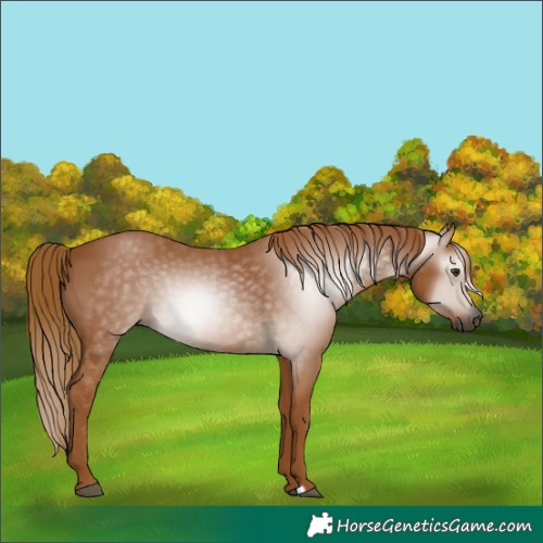 Horse Color:Gray Chestnut 