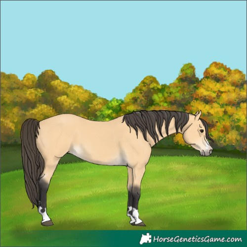 Horse Color:Buckskin 