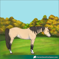 Horse Color:Buckskin 