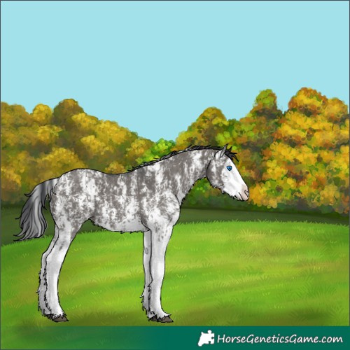 Horse Color:Grullo Sabino Splash  and Grullo Sabino Splash 