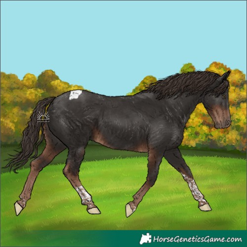 Horse Color:Liver Chestnut Tobiano 