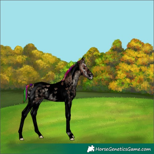 Horse Color:Void Painted Classic Champagne Ice Onyx Sabino Tobiano 