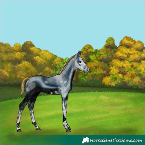 Horse Color:ERROR: UNKNOWN ANOMALY