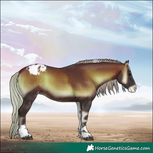 Horse Color:Silver Brown Onyx Tobiano Blanket 