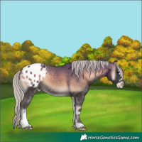 Horse Color:Silver Buckskin Onyx Appaloosa 