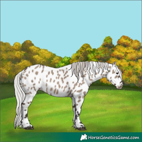 Horse Color:Silver Brown Dun Tobiano Appaloosa 