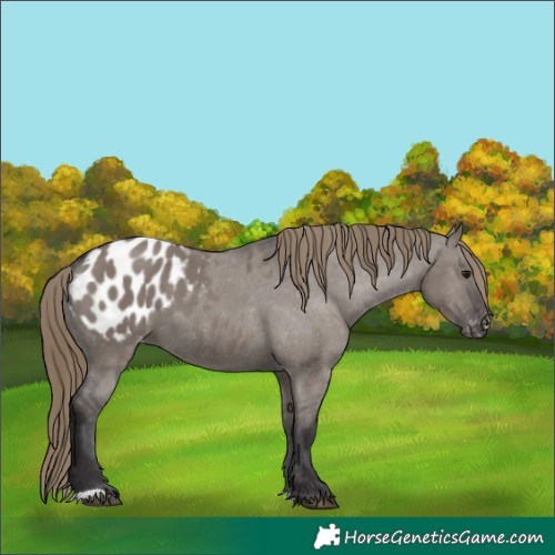 Horse Color:Smoky Grullo Appaloosa 