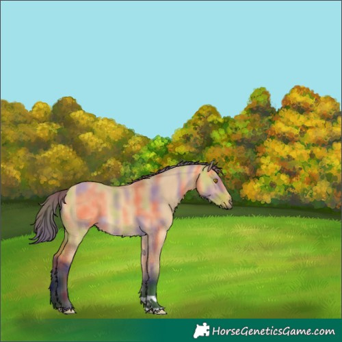 Horse Color:Unknown 
