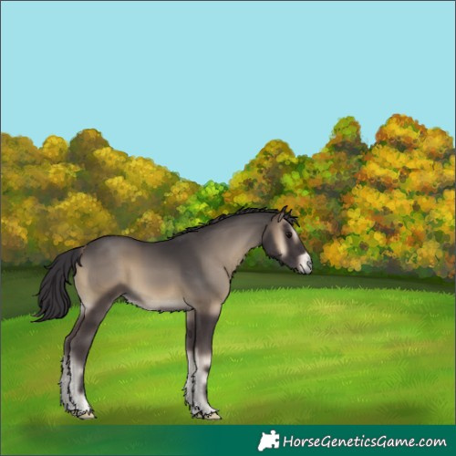 Horse Color:Smoky Blue Onyx 