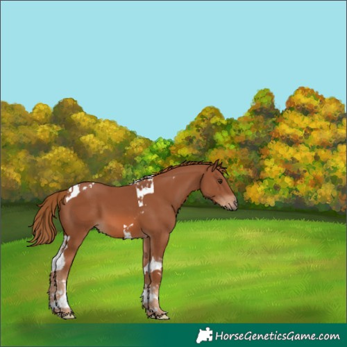 Horse Color:Unknown 