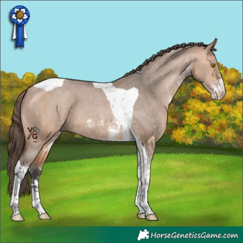 Horse Color:Bay Dun Sabino Tobiano Appaloosa 