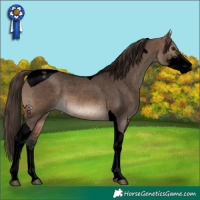 Horse Color:Void Bay Dun Sabino Tobiano Varnish 