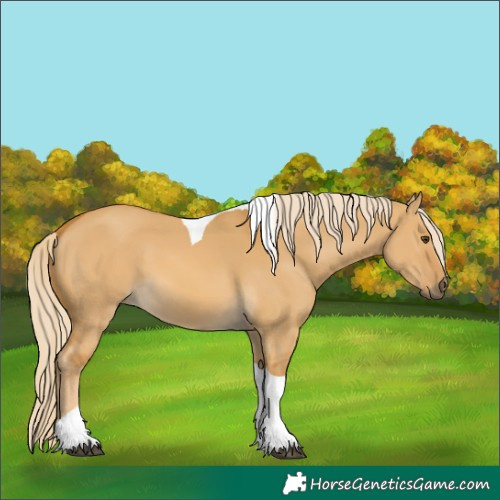 Horse Color:Palomino Dun Tobiano 