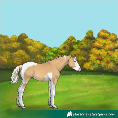 Horse Color:Palomino Dun Splash Tobiano 