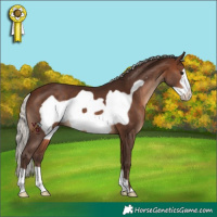 Horse Color:Silver Brown Frame
