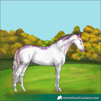 Horse Color:Watercolor Silver Bay Sabino Frame
