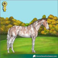 Horse Color:Silver Bay Sabino Appaloosa 