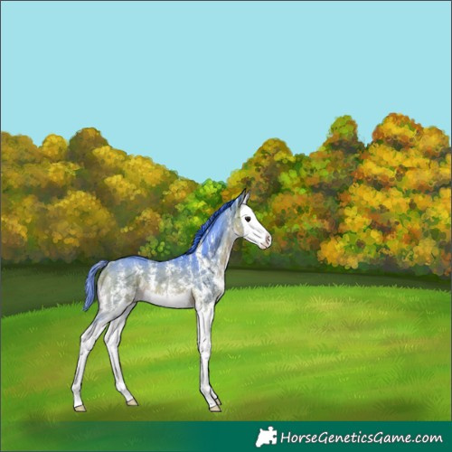 Horse Color:Watercolor Bay Sabino Splash 