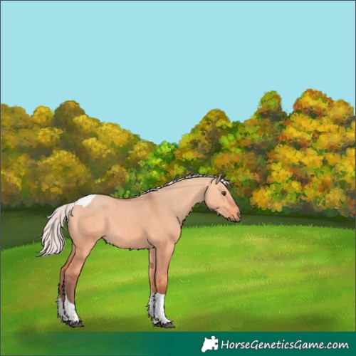 Horse Color:Unknown 