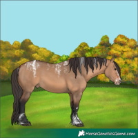 Horse Color:Powder White Bay Dun