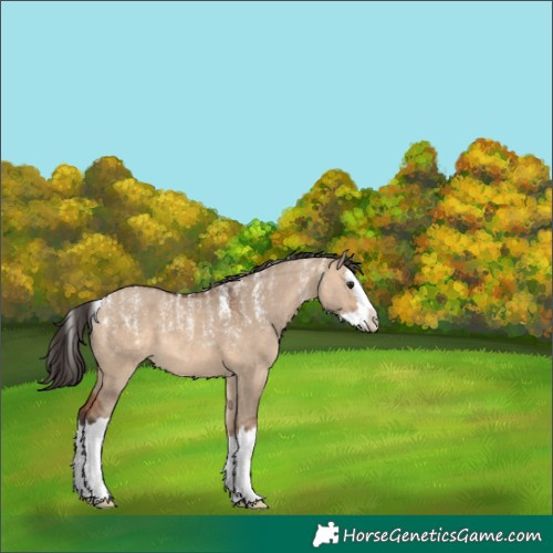 Horse Color:Powder White Bay Dun Splash 