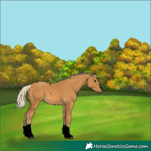 Horse Color:Void Palomino Tobiano 