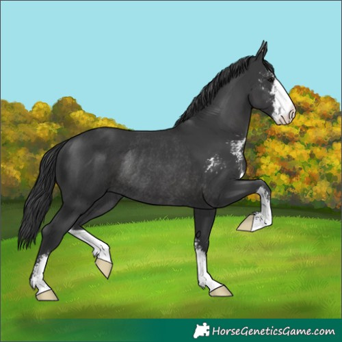 Horse Color:Black Sabino Rabicano 