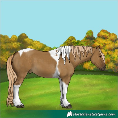 Horse Color:Chocolate Palomino Dun Tobiano 