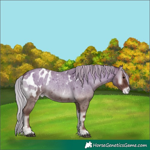 Horse Color:Silver Blue Onyx Roan Appaloosa 