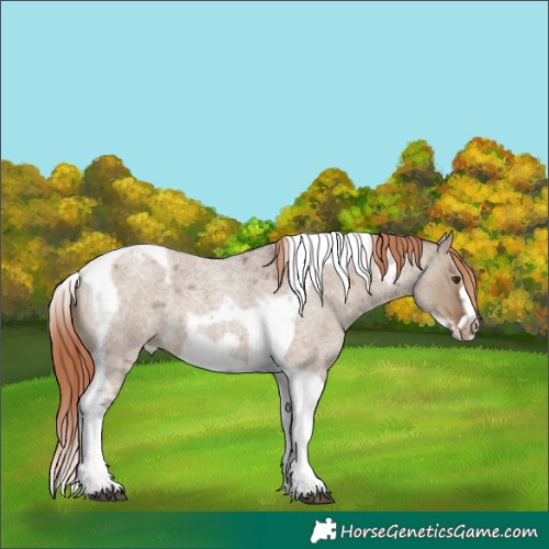 Horse Color:Liver Red Dun Roan Splash Tobiano Frame Varnish Rabicano 