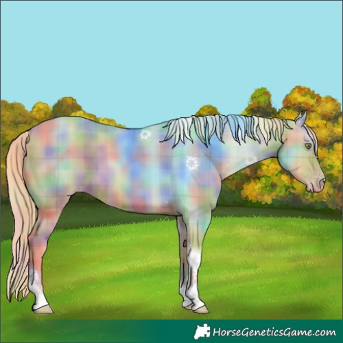 Horse Color:Nacre Plaid  Gold Champagne Tobiano Rabicano 