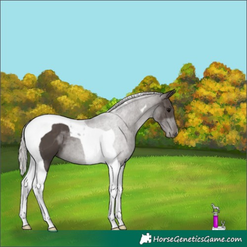 Horse Color:Silver Black Tobiano 