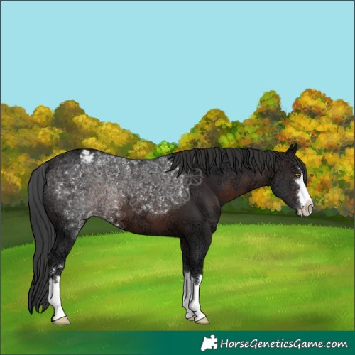 Horse Color:Brown Ice Appaloosa 