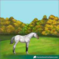 Horse Color:White Spotted Brown Roan Dun Snowflake Varnish